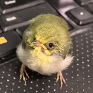 可愛寶貝Cute baby